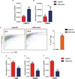 Cardiac Troponin T Antibody in Flow Cytometry (Flow)