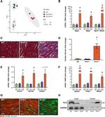 Phospholamban Antibody in Immunohistochemistry (IHC)