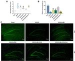 NeuN Antibody in Immunohistochemistry (IHC)