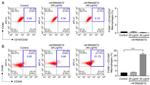 CD206 Antibody in Flow Cytometry (Flow)