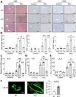 F4/80 Antibody in Immunohistochemistry (IHC)