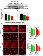 Dopamine Transporter Antibody in Western Blot (WB)