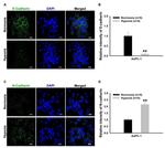 N-cadherin Antibody in Immunocytochemistry (ICC/IF)