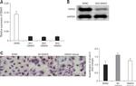 GNAI3 Antibody in Western Blot (WB)