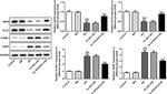 eNOS Antibody in Western Blot (WB)