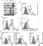 TRAIL-R2 (DR5) Antibody in Flow Cytometry (Flow)