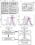 TRAIL-R2 (DR5) Antibody in Flow Cytometry (Flow)