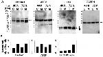 ATG5 Antibody in Western Blot (WB)