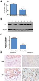 Actin Antibody in Western Blot (WB)