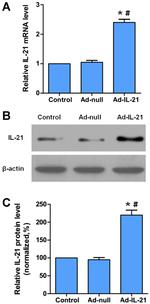 IL-21 Antibody in Western Blot (WB)