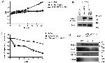 PMA1 Antibody in Western Blot (WB)