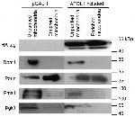 PMA1 Antibody in Western Blot (WB)