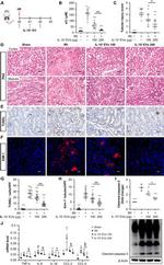 CD365 (TIM1) Antibody in Immunohistochemistry (IHC)