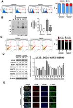 SOD1 Antibody in Western Blot (WB)