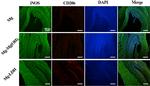 iNOS Antibody in Immunohistochemistry (IHC)