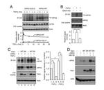 Phospho-HIPK2 (Tyr361) Antibody in Western Blot (WB)