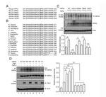 Phospho-HIPK2 (Tyr361) Antibody in Western Blot (WB)