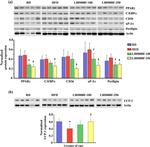 UCP1 Antibody in Western Blot (WB)