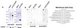 eGFP Antibody in Western Blot (WB)