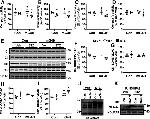 VDAC Antibody in Western Blot (WB)