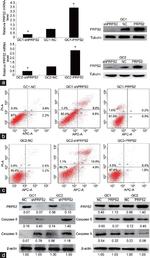 PRPS2 Antibody in Western Blot (WB)