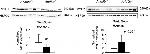 Myosin Skeletal Muscle Antibody in Western Blot (WB)