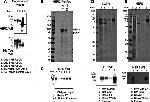 EGFR Antibody in Western Blot (WB)