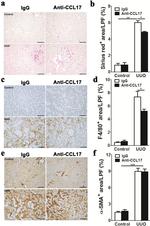 F4/80 Antibody in Immunohistochemistry (IHC)