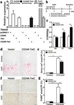 F4/80 Antibody in Immunohistochemistry (IHC)