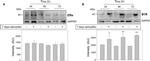 Estrogen Receptor alpha Antibody in Western Blot (WB)