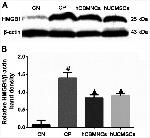 HMGB1 Antibody in Western Blot (WB)