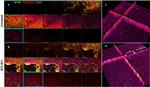 CD31 Antibody in Immunocytochemistry (ICC/IF)