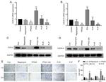 CXCR4 Antibody in Western Blot (WB)