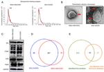 CD9 Antibody in Western Blot (WB)