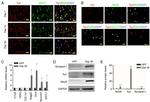 GAPDH Antibody in Western Blot (WB)