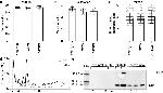 RPL10 Antibody in Western Blot (WB)