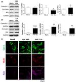 Occludin Antibody in Immunocytochemistry (ICC/IF)