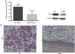 CBX4 Antibody in Western Blot (WB)