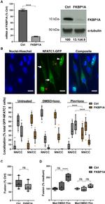 FKBP12 Antibody in Western Blot (WB)