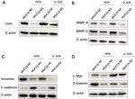 MMP2 Antibody in Western Blot (WB)