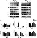 Cyclin D1 Antibody in Western Blot (WB)