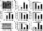 eNOS Antibody in Western Blot (WB)