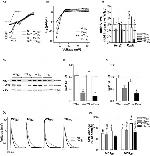 Calsequestrin Antibody in Western Blot (WB)