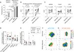 CD19 Antibody in Flow Cytometry (Flow)