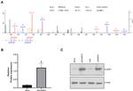 CD150 Antibody in Western Blot (WB)