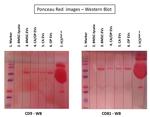 CD81 Antibody in Western Blot (WB)