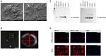 CD81 Antibody in Western Blot (WB)