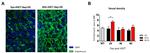 Endomucin Antibody in Immunohistochemistry (IHC)