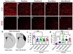 IL-4 Antibody in Immunohistochemistry (IHC)