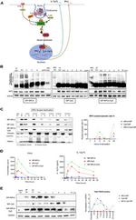 TRAF6 Antibody in Western Blot (WB)